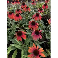 GRDplanten 6 x Echinacea purpurea 'Rainbow Marcella' - Equinácea púrpura - Maceta de 9x9 cm
