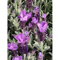 Brandless 6 plantas de Lavandula stoechas 'Pedunculata' (lavanda de panícula) en maceta de 9 x 9 cm