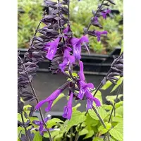 GRDplanten 6 plantas de Salvia 'Amistadt', también conocida como Sternmoos, en maceta de 9 x 9 cm