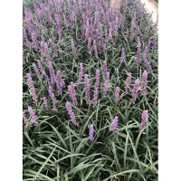 GRDplanten 6 x Liriope muscari 'Moneymaker' - Racimo de campanillas - Maceta de 9 x 9 cm