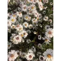 GRDplanten 6 plantas de *Kalimeris inc.* 'Alba' (también conocida como "Schönaster"), en maceta de 9 x 9 cm