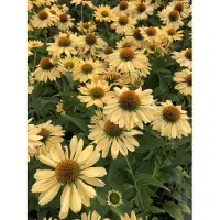 GRDplanten 6 x *Echinacea purpurea* 'Aloha' - Equinácea púrpura - Maceta de 9x9 cm