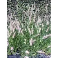 GRDplanten 6 plantas de *Pennisetum alopecuroides* (variedad *compressum*) - Hierba limpiadora de lámparas - Maceta de 9 x 9 cm
