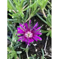 Brandless 6 plantas de Delosperma cooperi, también conocidas como "flor de la tarde", en macetas de 9x9 cm
