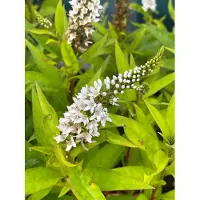 Brandless 6 plantas de Lysimachia clethroides (Schnee Felberich), en maceta de 9 x 9 cm
