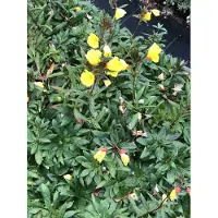 GRDplanten 6 plantas de *Oenothera fruticosa* 'Sonnenwende' (Onagra), en maceta de 9 x 9 cm