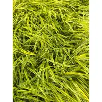 GRDplanten 6 x Hakonechloa macra 'Aureola' - Hierba japonesa dorada - Maceta de 9 x 9 cm