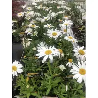 GRDplanten 6 plantas de *Leucanthemum* (margaritas) 'Snow Lady', en maceta de 9 x 9 cm
