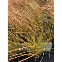 Brandless 6 plantas de Carex 'Prairie Fire' (uña de gato 'Prairie Fire') - color naranja - en maceta de 9x9 cm