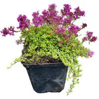 GRDplanten 6 plantas de *Thymus praecox* 'Coccineus' (tomillo), en maceta de 9 x 9 cm