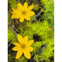 GRDplanten 6 plantas de Coreopsis verticilla 'Zagreb' (también conocida como "ojo de niña"), en macetas de 9 x 9 cm