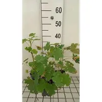 GRDplanten 6 plantas de *Macleaya cordata* (también conocida como "federmohn"), en macetas de 9 x 9 cm
