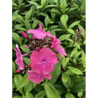 GRDplanten 6 plantas de flox (Phlox) variedad 'Rijnstroom' - en maceta de 9 x 9 cm