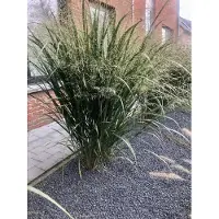 Brandless 6 plantas de *Panicum virgatum* 'Northwind' - en maceta de 9x9 cm