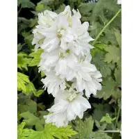 GRDplanten 6 x Delphinium (p) 'Galahad' - Delphinio - Maceta de 9 x 9 cm