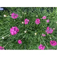 Brandless 6 plantas de *Armeria maritima* 'Splendens' (hierba inglesa) en macetas de 9x9 cm