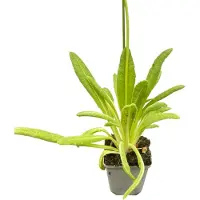 GRDplanten 6 plantas de *Primula vialii* (también conocida como "Kugelprimel"), en macetas de 9 x 9 cm