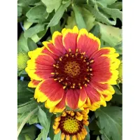 GRDplanten 6 plantas de *Gaillardia aristata* 'Arizona Sun' (también conocida como "flor de rosetón") – en maceta de 9x9 cm