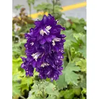 Brandless 6 x Delphinium (p) 'King Arthur' – Delphinio en maceta, 9 x 9 cm