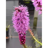 Brandless Liatris spicata - Liatris en maceta, 9 x 9 cm