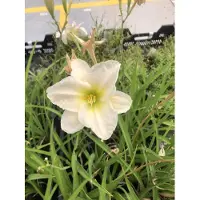GRDplanten 6 plantas de *Hemerocallis* 'Gentle Shepherd' (también conocidas como lirios de día), en maceta de 9x9 cm