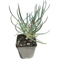GRDplanten 6 x Dianthus grat. 'Rotkäppchen' - Clavel - Maceta de 9 x 9 cm