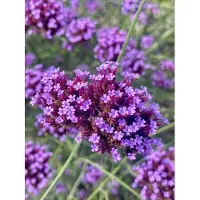 Brandless 6 plantas de verbena argentina (Verbena bonariensis) en maceta de 9 cm x 9 cm