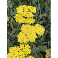 Brandless 6 plantas de Achillea 'Moonshine' (también conocida como milenrama) en maceta de 9 x 9 cm