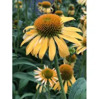 GRDplanten 6 plantas de *Echinacea purpurea* 'Harvest Moon' - Equinácea en maceta de 9x9 cm
