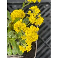 GRDplanten 6 x *Aurinia saxatilis* 'Compacta' - Aurinia - Maceta de 9 x 9 cm