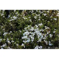 GRDplanten 6 plantas de Iberis sempervirens 'Weisser Zwerg' (también conocida como Schleifenblume), en macetas de 9 x 9 cm