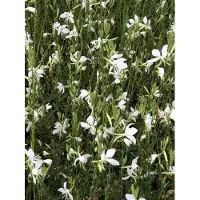 GRDplanten 6 plantas de Gaura lindh. 'Snowbird' (sinónimo: oenothera lindh.) – "Prachtkerze" (nombre común), en maceta de 9x9 cm