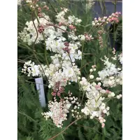 GRDplanten 6 plantas de *Filipendula vulgaris* (también conocida como "Kleiner Mädesüß"), en macetas de 9x9 cm