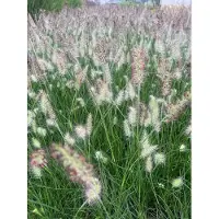 Brandless 6 plantas de *Pennisetum alopecuroides* 'Little Bunny' – Hierba ornamental enana, maceta de 9 cm x 9 cm