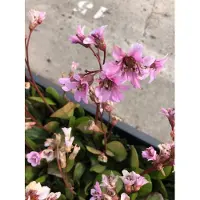 Brandless 6 x Bergenia 'Bressingham Ruby' - Planta de Schuster en maceta de 9x9 cm
