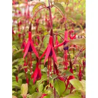 GRDplanten 6 plantas de *Fuchsia hybrida* 'Riccartonii' (Fuchsia), en maceta de 9 x 9 cm