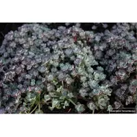 GRDplanten 6 x Sedum spath. 'Cape Blanco' - Sedum (planta suculenta) - Maceta de 9 x 9 cm