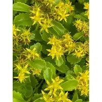 Brandless 6 plantas de Sedum kamtschaticum (también conocida como "Kamschatka-Fetthenne"), en macetas de 9 x 9 cm