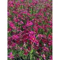 Brandless 6 plantas de *Coreopsis verticillata* 'Ruby Red' - flores de ojo de virgen, en macetas de 9x9 cm