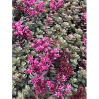 GRDplanten 6 x Sedum spur. 'Fuldaglut' - Suculenta - Maceta de 9 x 9 cm