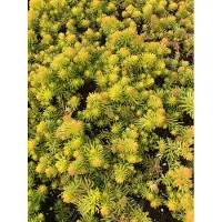 Brandless 6 x Sedum reflexum 'Angelina' - Sedum 'Angelina' (planta suculenta) - Maceta de 9 x 9 cm