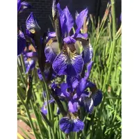 GRDplanten 6 x Iris sibirica 'Blue King' - Iris siberiano - Maceta de 9 x 9 cm