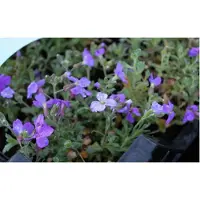 Brandless 6 plantas de Aubrieta híbrida 'Cascade Blue' - Flor de cascada en maceta de 9x9 cm