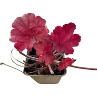 GRDplanten 6 x Heuchera híbrida 'Berry Smoothie' - Heuchera púrpura - Maceta de 9 x 9 cm