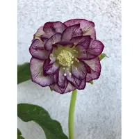 Brandless 6 plantas de Helleborus (variedad "Double Ellen Picotee" - también conocida como "Nieswurz"), en maceta de 9 x 9 cm