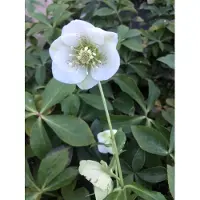Brandless 6 x Helleborus 'Pretty Ellen White' (Nieswurz) - en maceta de 9 x 9 cm