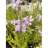 GRDplanten 6 plantas de *Physostegia virg. 'Bouquet Rose'* (Gelenkblume), en maceta de 9 x 9 cm
