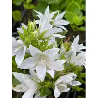GRDplanten 6 campanulas *poscharskyana*, variedad 'E.h. Frost' (también conocida como "Frost-Glockenblume"), en maceta de 9 x 9 cm