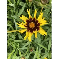 Brandless 6 plantas de Coreopsis grandiflora 'SunKiss' (también conocida como "Maiden Eyes"), en macetas de 9x9 cm