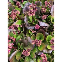 Brandless 6 x Bergenia 'Rosi Klose' - Planta de Schuster en maceta de 9x9 cm